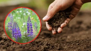 Zielone nawozy mają wiele właściwości wpływających na poprawę jakości gleby. Fot. 123RF.com/Pixabay