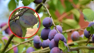 Szarka to groźna choroba śliw wywoływana przez wirusa Plum pox virus. Fot.pixabay.com/Wikimedia Commons-User:MarkusHagenlocher