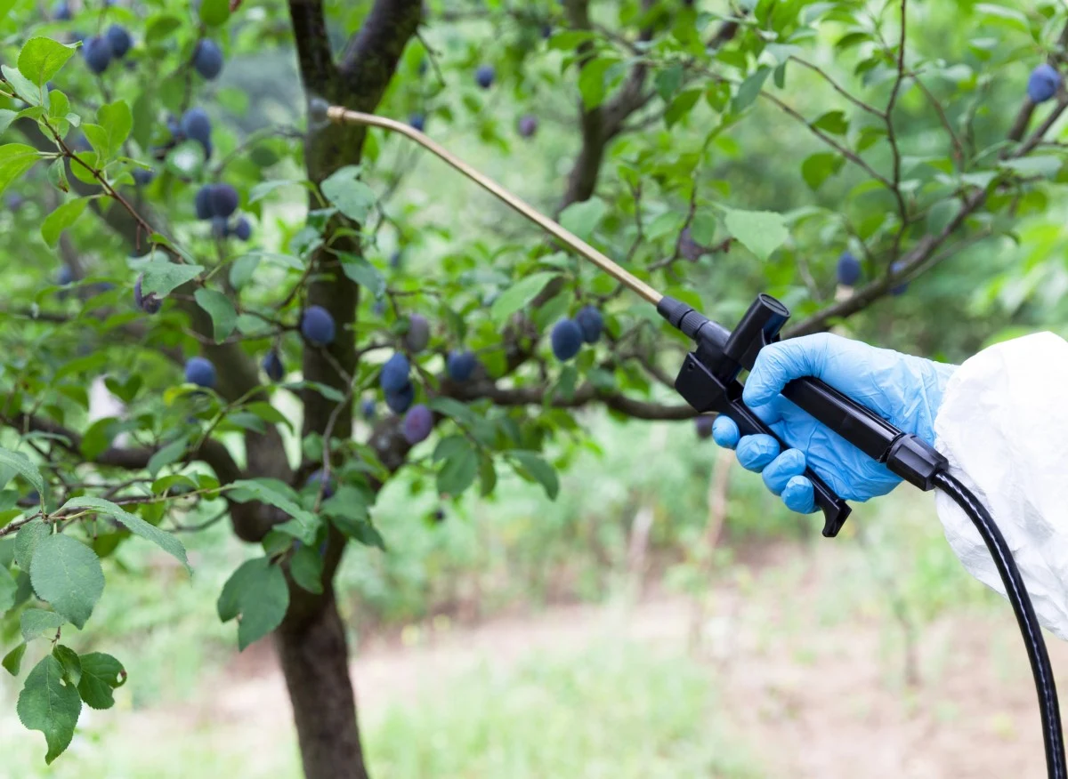 Opryski śliwki wiosną mają na celu ochronę rośliny przed atakiem grzybów i owadów