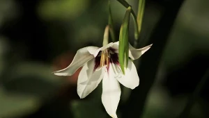 Urzeka wyglądem i zapachem. Jak uprawiać acidanterę dwubarwną?