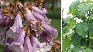 Paulownia omszona (Paulownia tomentosa) uprawiana jest w cieplejszych regionach Polski.