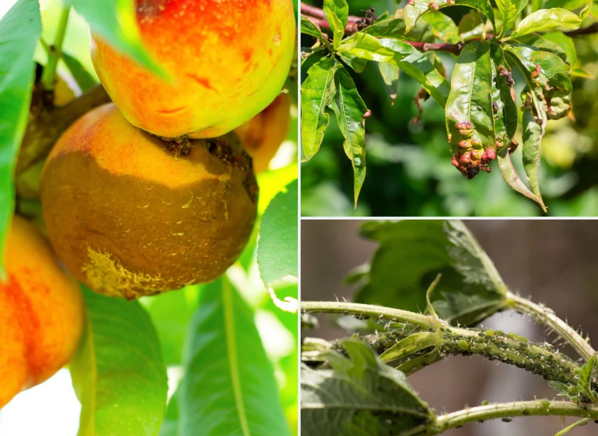 Oto najpopularniejsze choroby i szkodniki brzoskwini, z którymi może spotkać się każdy posiadacz drzew brzoskwiniowych w ogrodzie