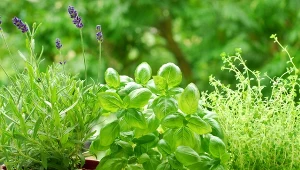 Zioła są proste w uprawie.