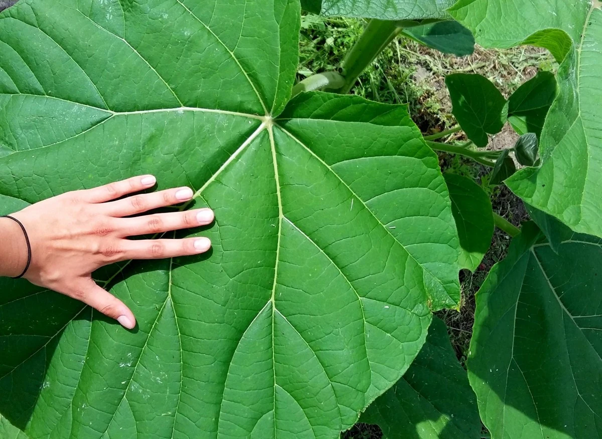 Młode drzewko tlenowe oxytree