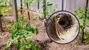 Łodygi roślin często nie mają siły unosić ciężaru pędów, liści, kwiatów, zawiązków i owoców, dlatego musimy je podwiązać. Fot.123RF.com/pixabay.com