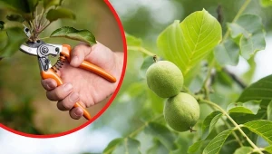 Cięcie orzecha włoskiego to bardzo ważny zabieg, który ma wpływ na plonowanie.