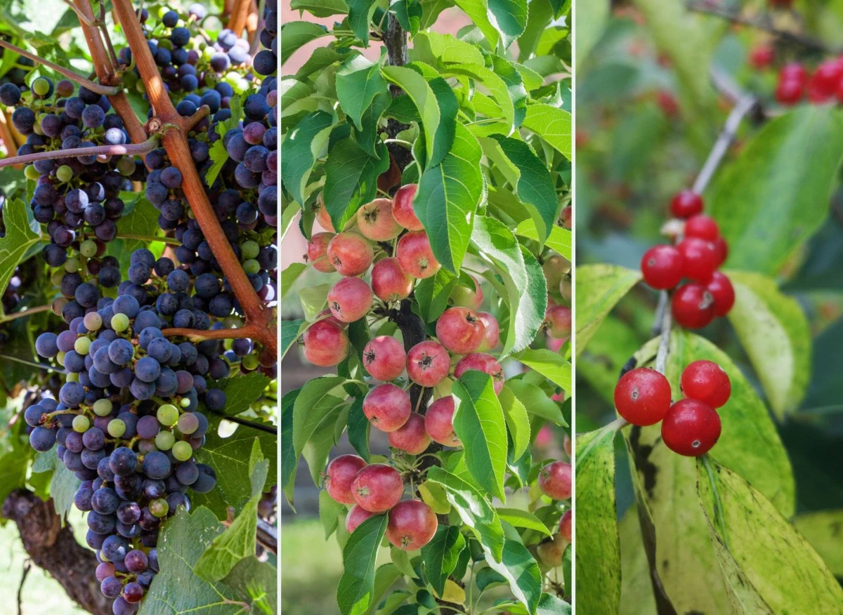 Własny ogród z drzewami owocowymi, choćby nawet niewielkich rozmiarów, to często sposób na spełnienie marzeń o własnych, zdrowych, niepryskanych ow...
