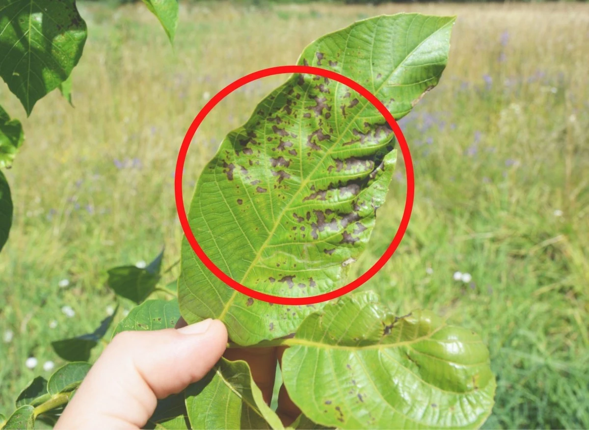 Uprawa orzecha włoskiego jest dość łatwa, natomiast trzeba wiedzieć, że jest podatny na choroby