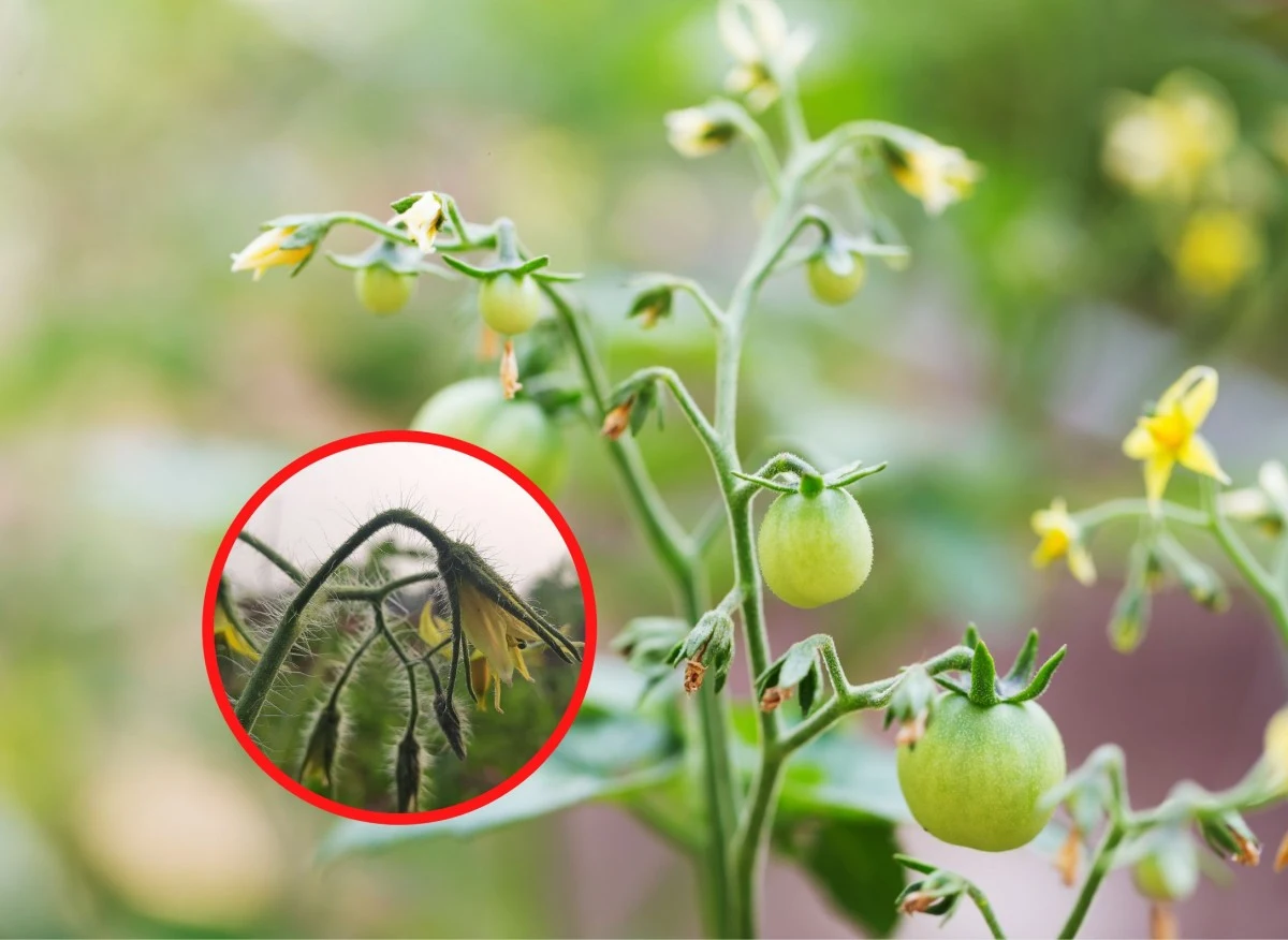 Usychanie kwiatów pomidorów to problem, z którym spotyka się wielu ogrodników