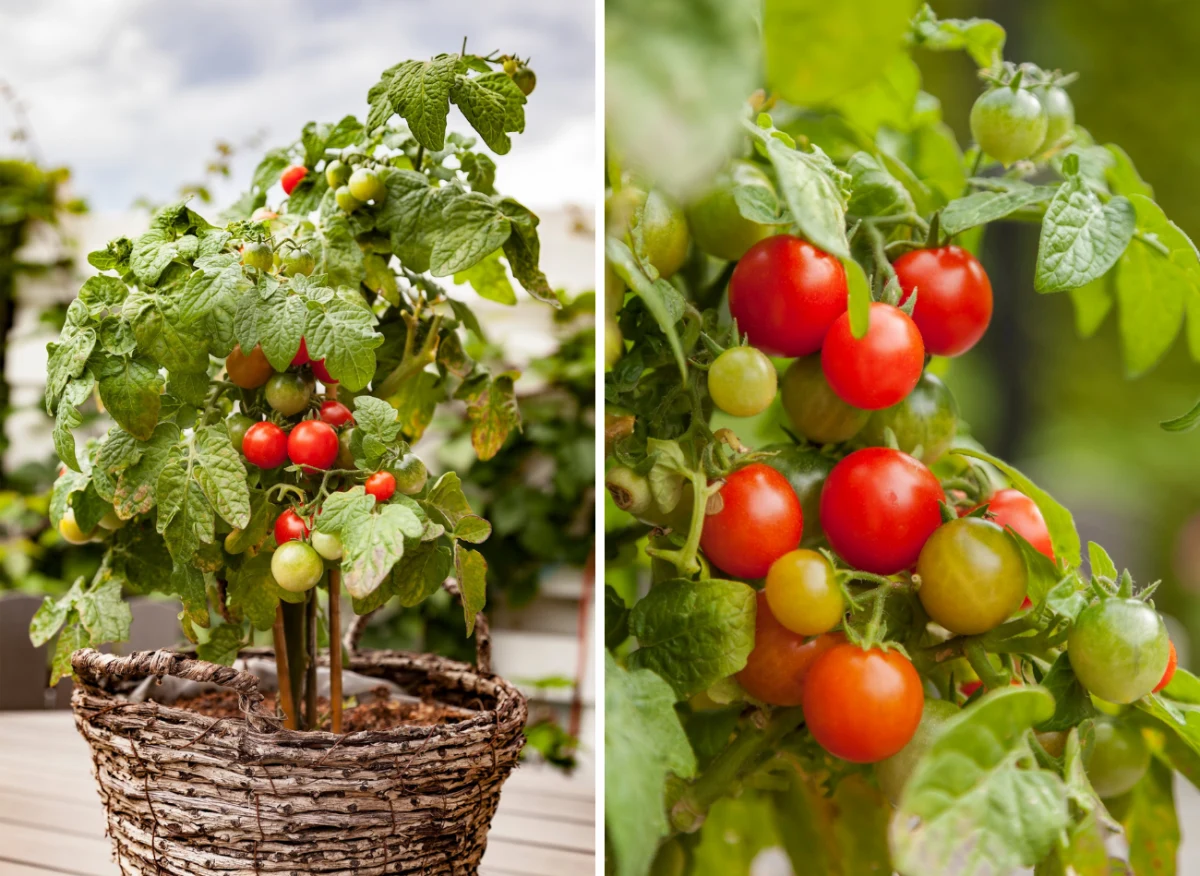 Pomidory samokończące można uprawiać w donicach