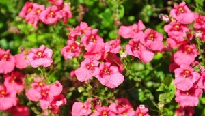 Diaskia idealnie sprawdzi się jako ozdoba letnich balkonów i tarasów.