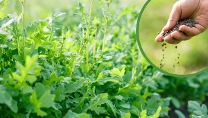 Uprawa rukoli nie jest trudna – znosi zarówno słoneczne jak i lekko zacienione stanowiska.