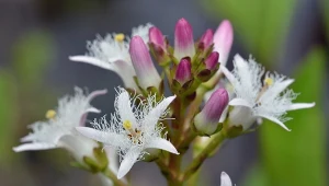 Bobrek może rosnąć w oczkach wodnych.