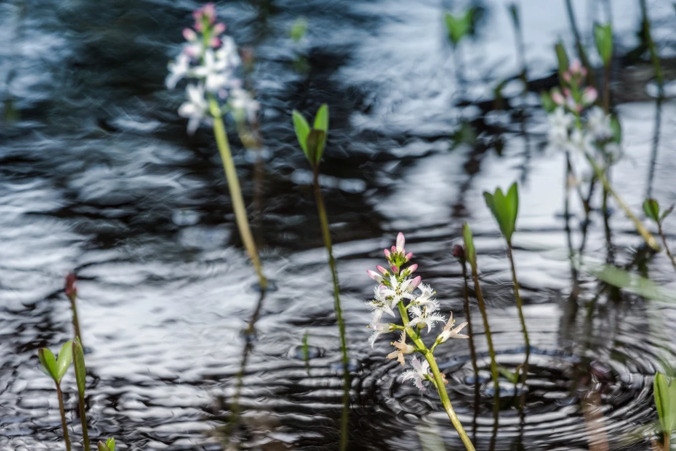 Bobrek jest rośliną odporną na mróz