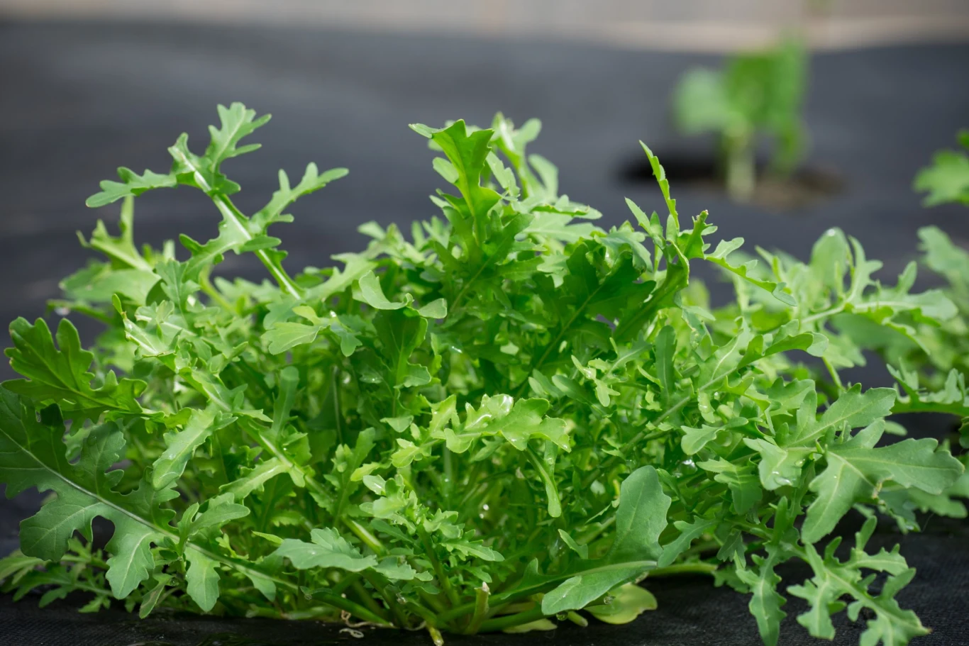 Rukola wymaga regularnego podlewania, ponieważ jej liście przy utrzymującej się suszy stają się szybko zbyt ostre w smaku