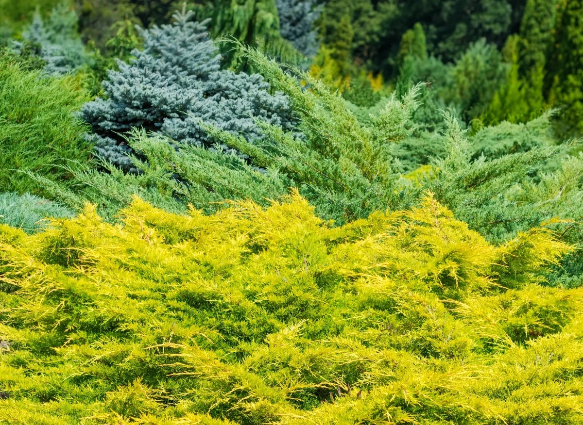 Umocnieniem i ozdobą skarpy mogą być krzewy płożące