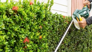 Przycinanie żywopłotów ma na celu odmłodzenie krzewów oraz nadanie im pożądanego kształtu.
