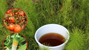 Właściwości skrzypu polnego wykorzystywane są w ogrodnictwie.