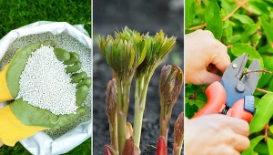 Jakie prace należy wykonać w ciągu najbliższych tygodni?