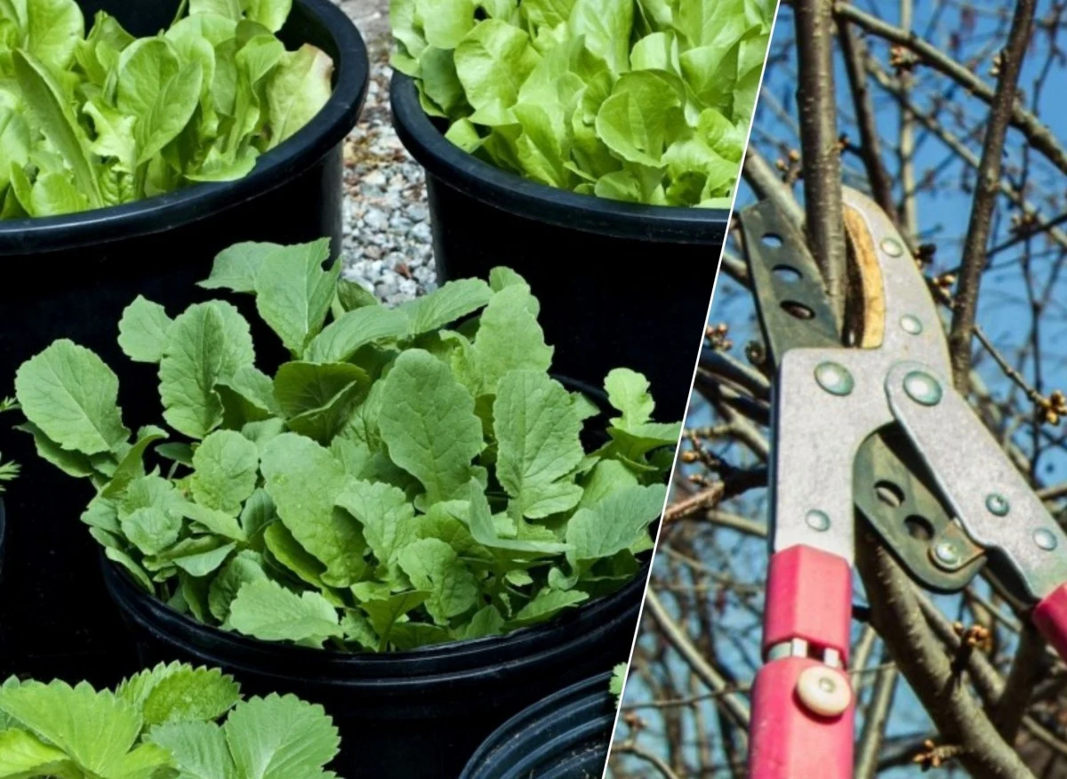 Od drugiej połowy sierpnia rozpoczyna się również okres sadzenia roślin cebulowych kwitnących wiosną