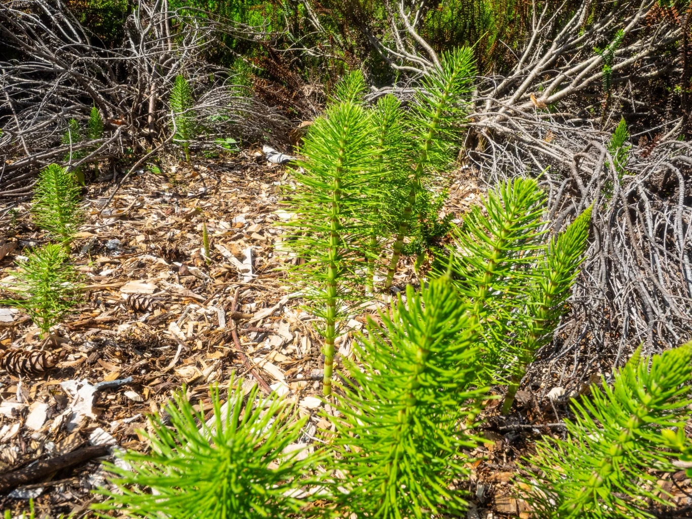 Skrzyp polny rośnie na nieużytkach i terenach podmokłych