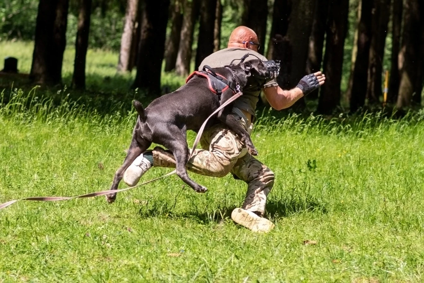 Nie wolno uciekać przed agresywnym psem