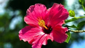 Hibiskus pięknie prezentuje się w ogrodzie, a z jego kwiatów można zrobić pyszną i zdrową herbatę.