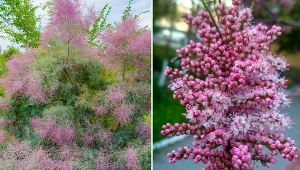 Uprawa tamaryszka nie jest przesadnie skomplikowana.