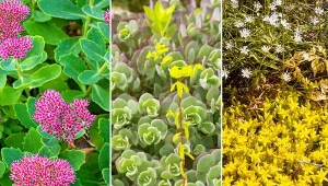 Rozchodnik to wytrzymała i efektowna bylina. Uprawa jest prosta.