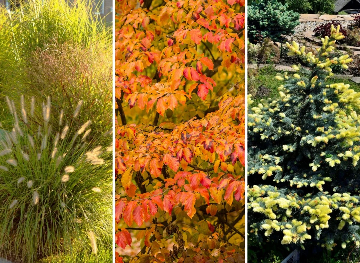 Różnorodne i niepowtarzalne okazy sprawią, że nawet najmniejszy ogródek będzie prezentował się wspaniale