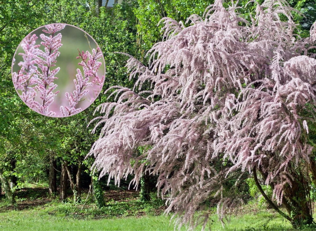 Dużą popularność tamaryszek francuski zawdzięcza efektownym kwiatostanom