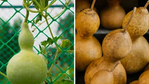 Tykwa uprawiana jest od stuleci i wykorzystywana na różne sposoby. Fot. 123RF.com/Pexels