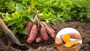 Bataty uważane są za jedne z najzdrowszych warzyw, dlatego warto posadzić je w swoim ogrodzie.