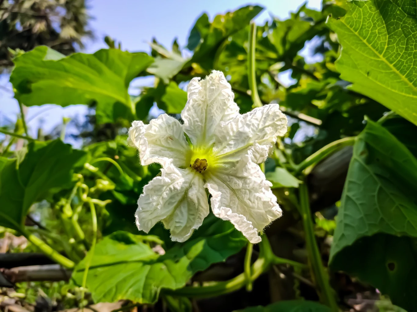 Kwiaty tykwy, z których rozwijają się później owoce są duże i pachnące