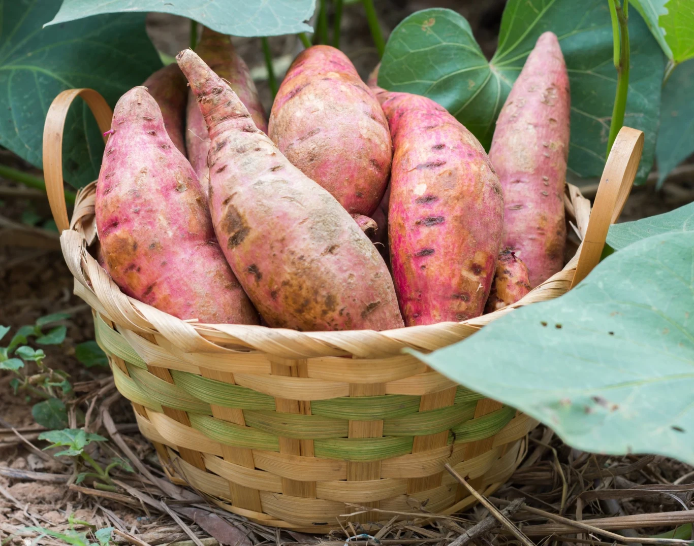 Bataty najlepiej rosną w miejscach ciepłych, słonecznych i osłoniętych od wiatru