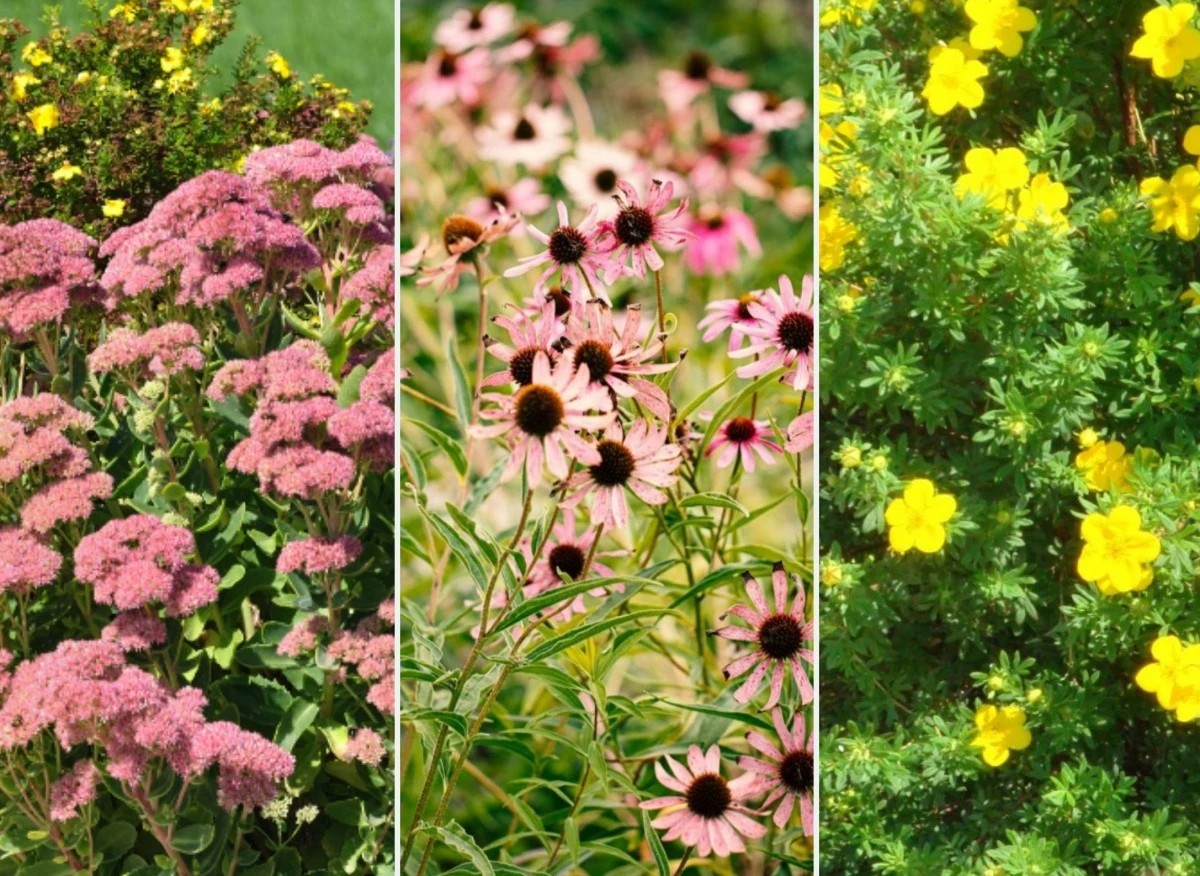 Lista roślin odpornych na suszę jest długa