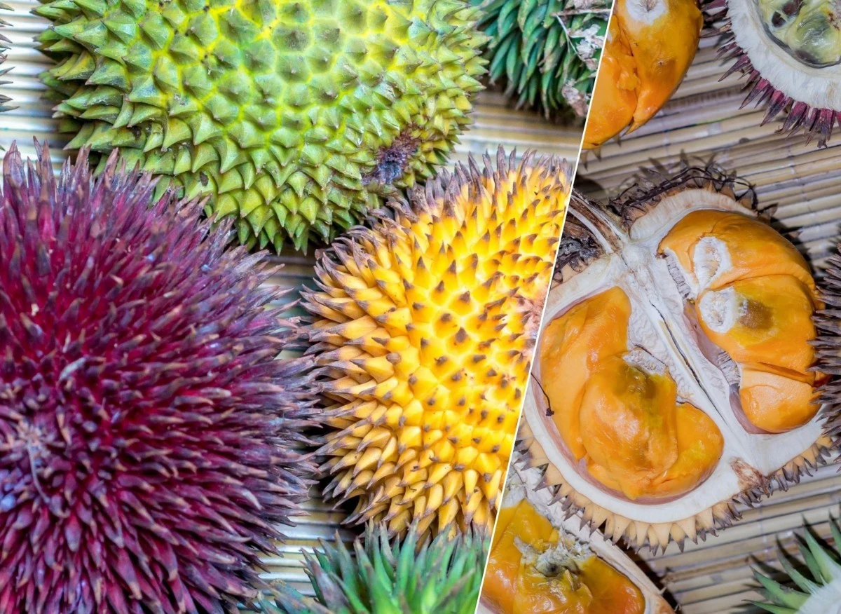 Najbardziej śmierdzący owoc świata - durian ma zaskakujące właściwości odżywcze
