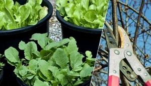 Od drugiej połowy sierpnia rozpoczyna się również okres sadzenia roślin cebulowych kwitnących wiosną.