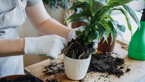 Przesadzanie roślin doniczkowych zawsze musi odbywać się w odpowiednim czasie.