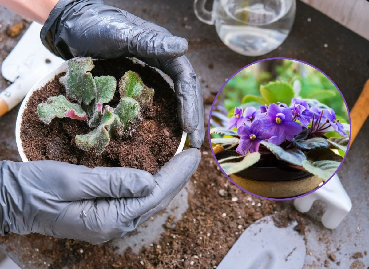 Fiołek afrykański najlepiej ukorzenia się w okresie od marca do czerwca lub w sierpniu