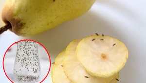 Jak pozbyć się muszek owocówek?