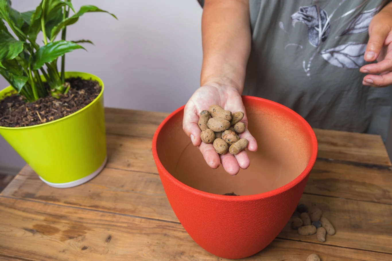 Przesadzając roślinę do nowego podłoża, umieść ją w doniczce o odpowiednich rozmiarach, pamiętając o warstwie drenażowej