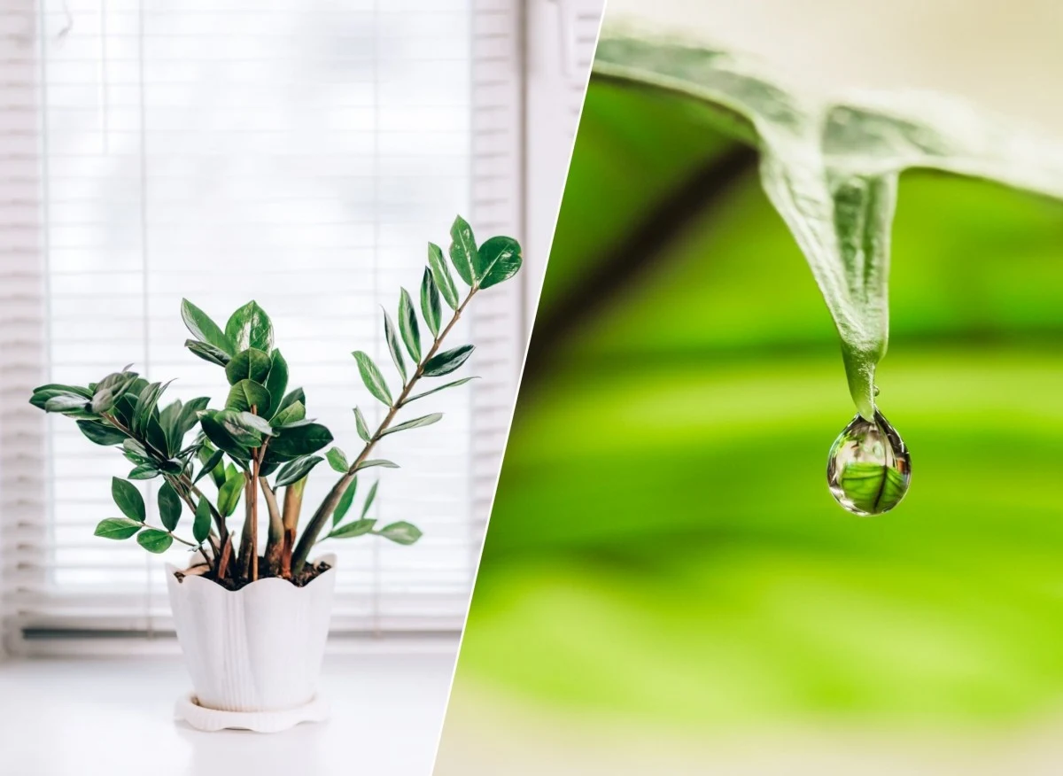 Gutacja polega na wydzielaniu przez rośliny nadmiaru wody i minerałów