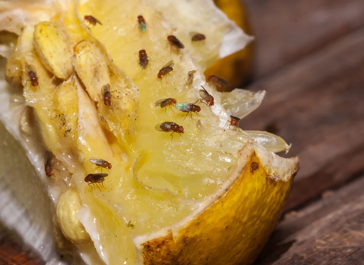 Latem muszki owocówki są prawdziwą zmorą