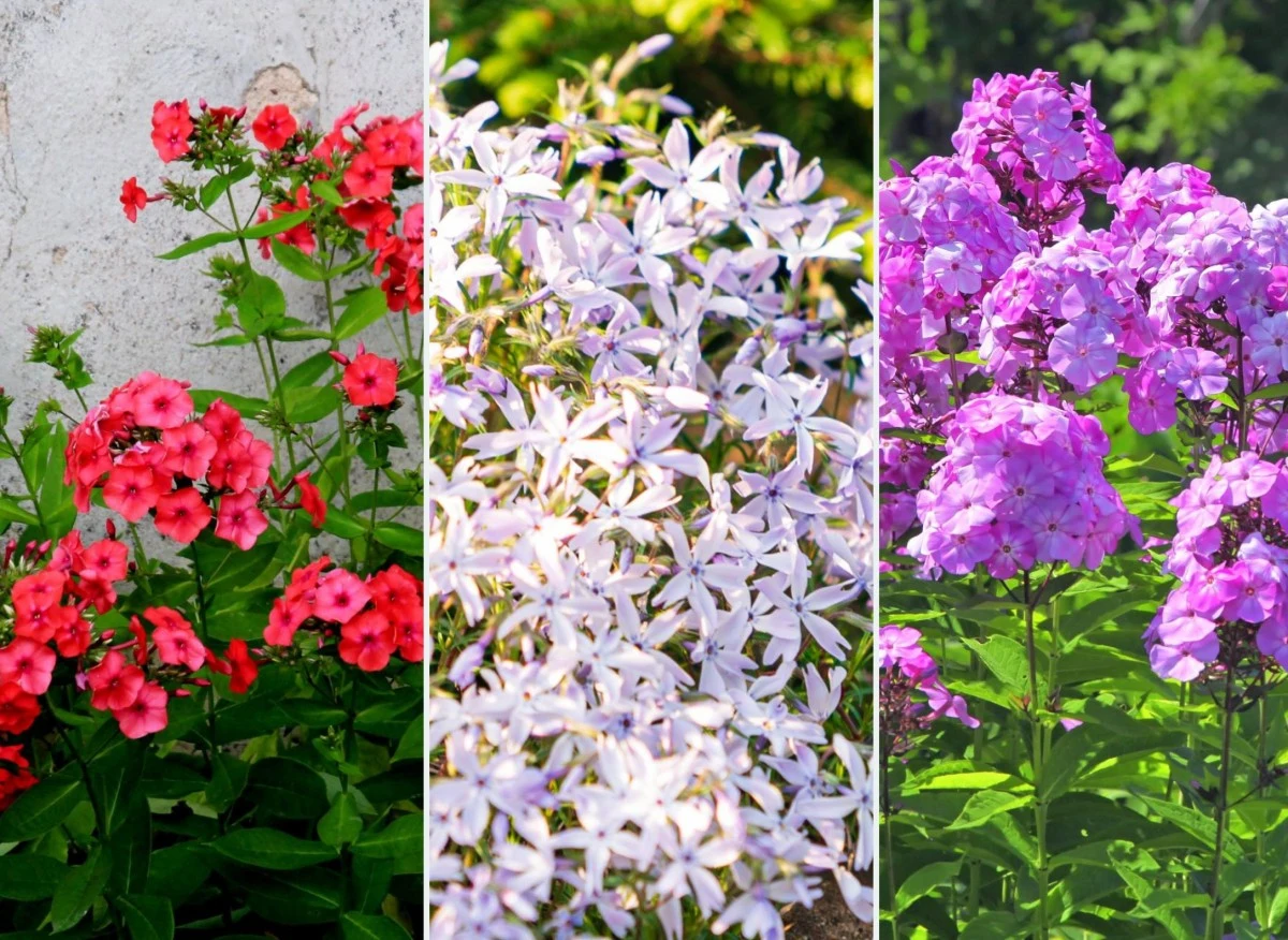 Uprawę floksów najlepiej rozpocząć od nasion, ale można też oczywiście zdecydować się na opcje z sadzonkami