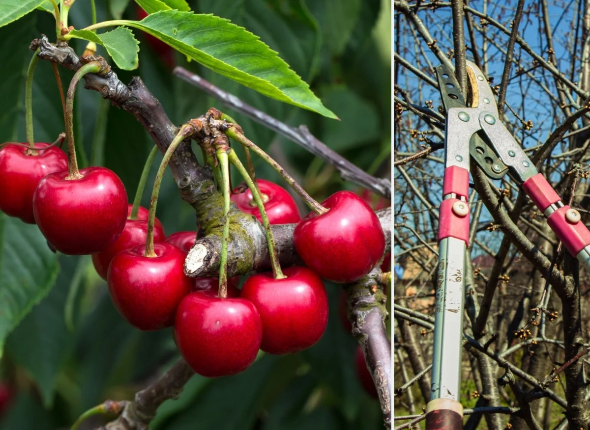 Dokonując selekcji zdrowych i uszkodzonych pędów, dajesz roślinie możliwość silnego wzrostu
