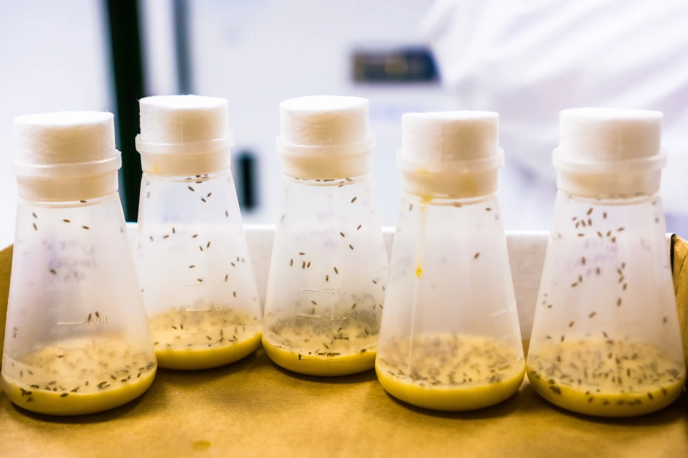 Pułapki to świetny sposób na walkę z muszkami owocówkami