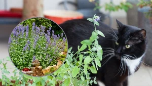 Kot w ogrodzie potrafi nieźle nabroić.