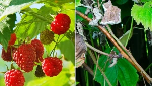 Zamieranie pędów malin szybko się rozprzestrzenia i poraża kolejne rośliny.