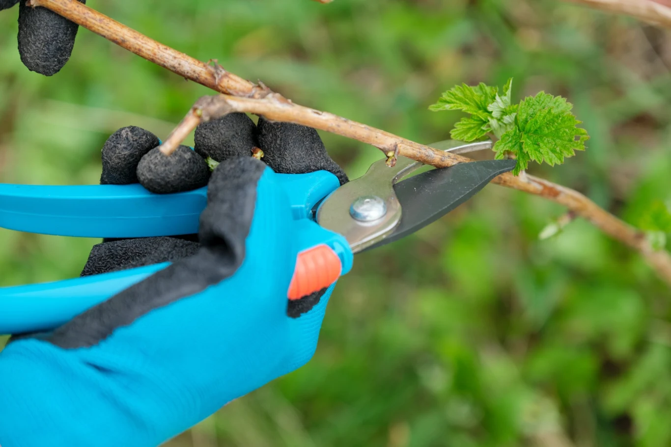 Regularne przycinanie pędów pomoże zapobiec rozwojowi różnych chorób malin, zwłaszcza zamieraniu pędów